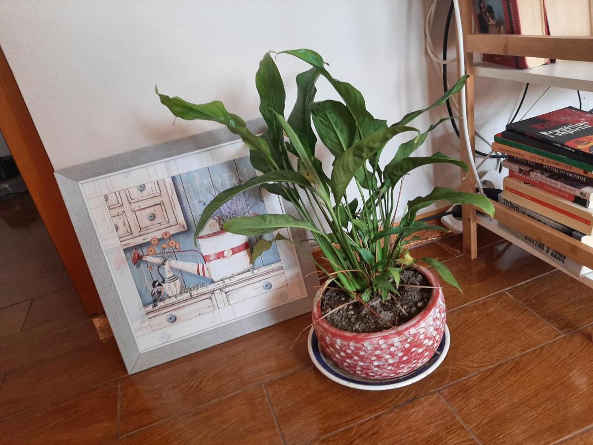 Cosy Central Apartment Shkodër 外观 照片
